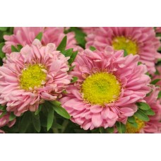 Aster - Matsumoto - Light Pink (bunch of 10 stems)
